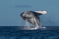 Humpback whale breaching near Lahaina in Hawaii. Royalty Free Stock Photo