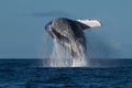 Humpback whale breaching near Lahaina in Hawaii. Royalty Free Stock Photo