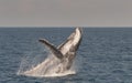 Humpback Whale breaching whilst displaying there skills. Royalty Free Stock Photo