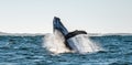 Humpback whale breaching. Humpback whale jumping out of the water. Royalty Free Stock Photo