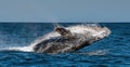 Humpback whale breaching. Humpback whale jumping out of the water. Royalty Free Stock Photo