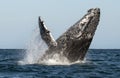 Humpback whale breaching. Humpback whale jumping out of the water Royalty Free Stock Photo