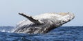 Humpback whale breaching. Humpback whale jumping out of the water. Royalty Free Stock Photo