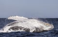 Humpback whale breaching. Humpback whale jumping out of the water. Royalty Free Stock Photo