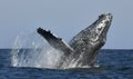 Humpback whale breaching. Humpback whale jumping out of the water. Royalty Free Stock Photo