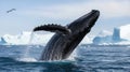 Humpback whale breaching in icy waters Royalty Free Stock Photo