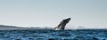 Humpback whale breaching. Humpback whale jumping out of the water. Royalty Free Stock Photo