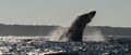 Humpback whale breaching. Humpback whale jumping out of the water. South Africa Royalty Free Stock Photo