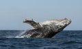 Humpback whale breaching. Humpback whale jumping out of the water. Royalty Free Stock Photo