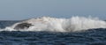 Humpback whale breaching. Humpback whale jumping out of the water. Royalty Free Stock Photo