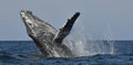 Humpback whale breaching. Humpback whale jumping out of the water. Royalty Free Stock Photo