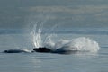 Humpback whale breaching.