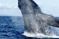 Humpback whale breaching.