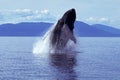Humpback whale breaching (Megaptera novaeangliae), Alaska, South Royalty Free Stock Photo