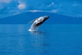 Humpback whale breaching (Megaptera novaeangliae), Alaska, South