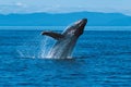 Humpback whale breaching (Megaptera novaeangliae), Alaska, South Royalty Free Stock Photo