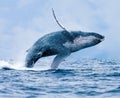 Humpback Whale Breaching Royalty Free Stock Photo