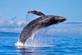 Humpback whale breaching nera Lahaina on Maui. Royalty Free Stock Photo