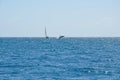 Humpback whale breaching next to a sailing boat