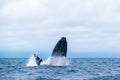 Humpback whale breaching. Humpback whale pokes its head out of the water, Isla de la Plata Plata Island, Ecuador Royalty Free Stock Photo