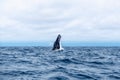 Humpback whale breaching. Humpback whale pokes its head out of the water, Isla de la Plata Plata Island, Ecuador Royalty Free Stock Photo