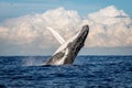 Humpback whale breaching off Manly beach, Sydney, Australia