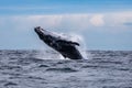 Humpback whale breaching off Manly beach, Sydney, Australia Royalty Free Stock Photo