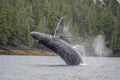 Humpback whale breaching offshore at Craig, Alaska