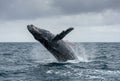 Humpback whale breaching out of dark blue ocean water Royalty Free Stock Photo