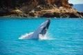 Humpback Whale Breaching out of the water Royalty Free Stock Photo