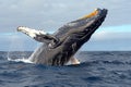A humpback whale breaching out of the water, high quality, high resolution Royalty Free Stock Photo