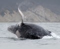 Humpback Whale Breaching out of the Water.