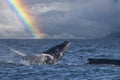 humpback whale breaching in pacific ocean rainbow background in cabo san lucas mexico baja california sur Royalty Free Stock Photo