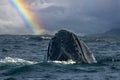 humpback whale breaching in pacific ocean rainbow background in cabo san lucas mexico baja california sur Royalty Free Stock Photo