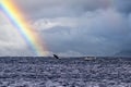 humpback whale breaching in a rainbow in Pacific Ocean, Cabo san Lucas, Baja California Sur Royalty Free Stock Photo