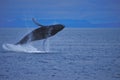 Humpback Whale Breaching the Water. Royalty Free Stock Photo