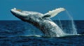 Humpback whale breaching with water splash. Royalty Free Stock Photo