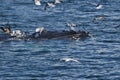 Humpback whale bubble feeding Royalty Free Stock Photo