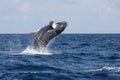 Humpback Whale Calf Breaches Out of the Ocean Royalty Free Stock Photo