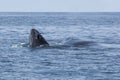 Humpback Whale Calf Emerging From Ocean Royalty Free Stock Photo