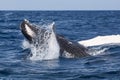 Humpback Whale Calf at Play Royalty Free Stock Photo