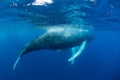 Humpback Whales Swim in the Caribbean Sea Royalty Free Stock Photo