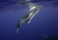 Humpback Whale Calf