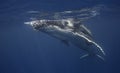 Humpback Whale Calf Royalty Free Stock Photo