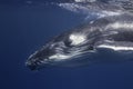 Humpback Whale Calf Royalty Free Stock Photo