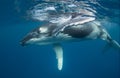 Humpback Whale Calf Royalty Free Stock Photo
