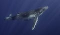 Humpback Whale Calf Royalty Free Stock Photo