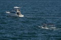 Humpback whale in cape cod whale watching while fluking near a fishing boat Royalty Free Stock Photo