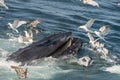 Humpback Whale bubble-net feeding with Seagulls