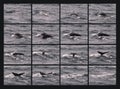A Humpback Whale Collage as It Begins Its Sounding Dive Royalty Free Stock Photo